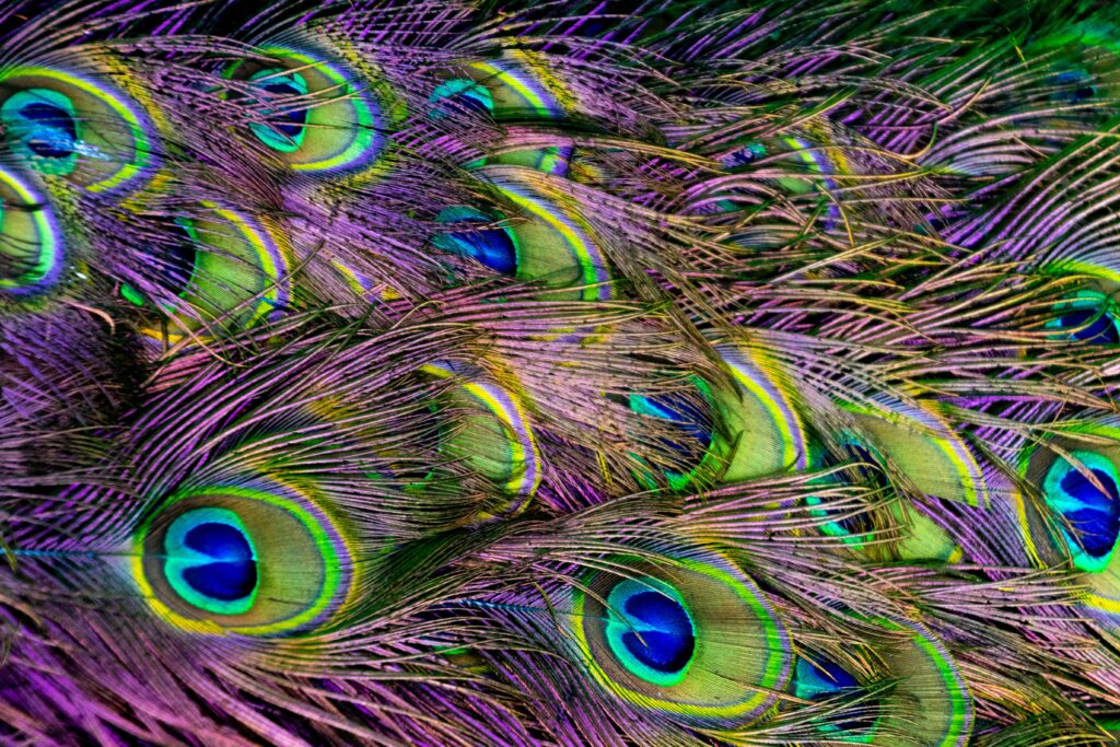 Colorful close-up of peacock feathers showcasing detailed patterns and vibrant colors.
